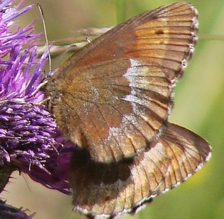 Réf. 190 993 : Erebia euryale